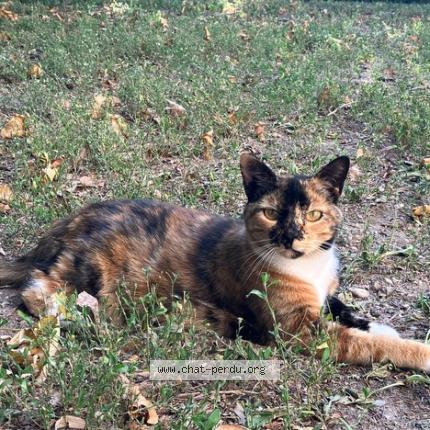 Photo 1/1 toundra Chat lost in Saint genis laval