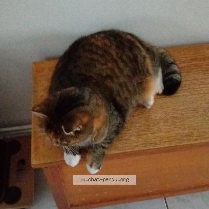 Photo 1/1 Rizette Chat lost in Aire sur la lys