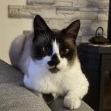 Picture of cat lost at Ploudaniel