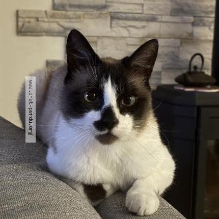 Photo 1/1 Cookie Chat lost in Ploudaniel