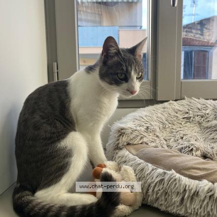 Photo 1/1 Dallas Chat lost in Pau