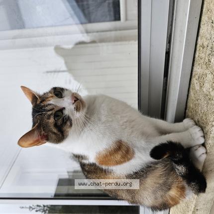 Photo 1/1 Miiu Chat lost in Nantes