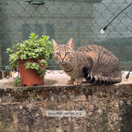 Photo 1/1 Nibi Chat lost in Oyonnax