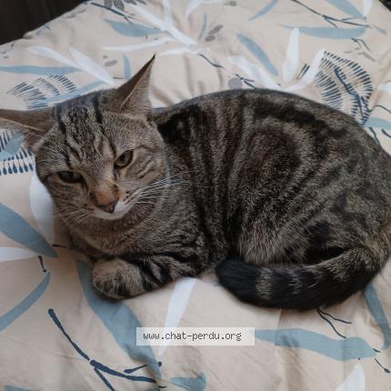 Photo 1/1 Selah Chat lost in Lachapelle sous aubenas