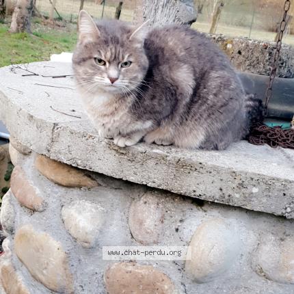 Photo 1/1 Hysis Chat lost in Voiron