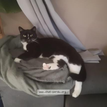 Foto 1/1 Pepette Kat vermist in Warisoulx