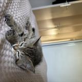 Picture of cat lost at La Cheze