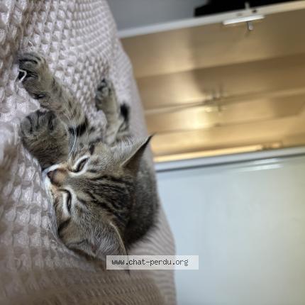 Photo 1/1 Billie Chat lost in La cheze