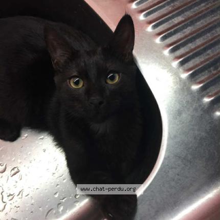 Photo 1/1 Oxo mais réponds au nom de minou Chat lost in Saint martin belle roche