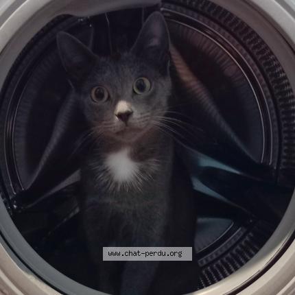 Photo 1/1 Mizou Chat lost in Hemonstoir