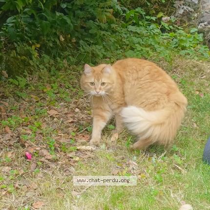 Foto van vermiste kat in Dinant