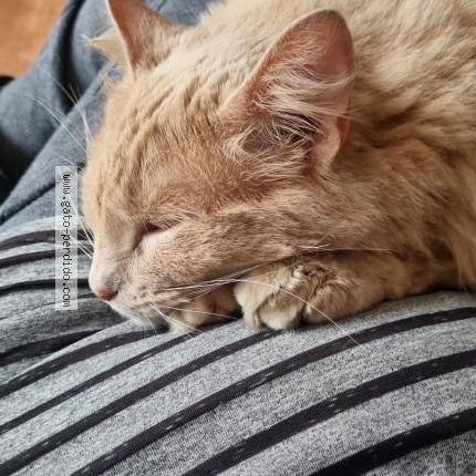 Photo 1/1 Maja desnuda Chat lost in Temuco