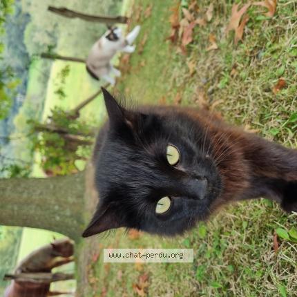 Photo 1/4 Found cat Found in 64240 hasparren