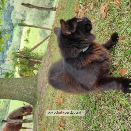 Photo 2/4 Found cat Found in 64240 hasparren