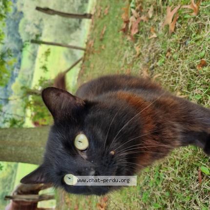 Photo 3/4 Found cat Found in 64240 hasparren