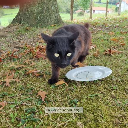 Photo 4/4 Found cat Found in 64240 hasparren