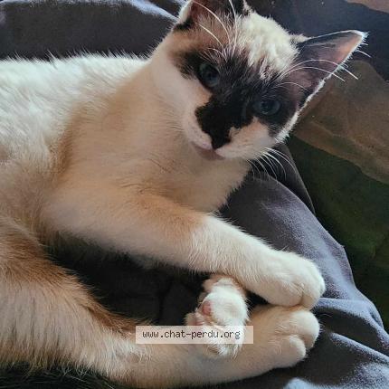 Photo 1/1 Claudine Bassene-jouhannel Chat lost in Bains