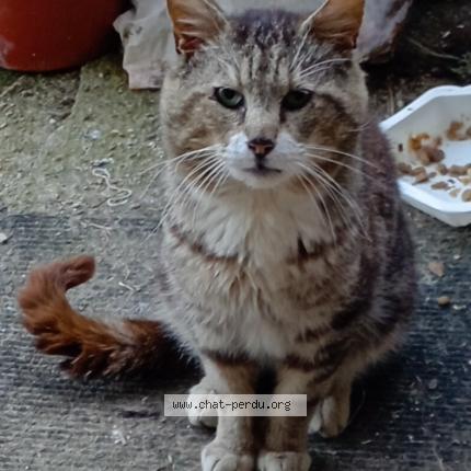 Photo 1/1 Found cat Found in Le chanay