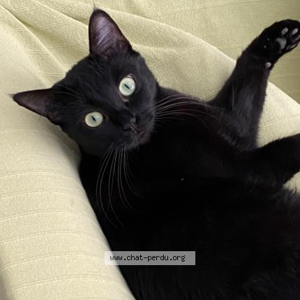 Photo 1/1 Kaya Chat lost in Marseille