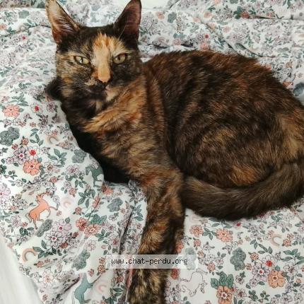 Photo 1/1 Muezza Chat lost in Villefranche sur saone