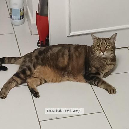 Photo 1/1 Mouchette Chat lost in Ris orangis