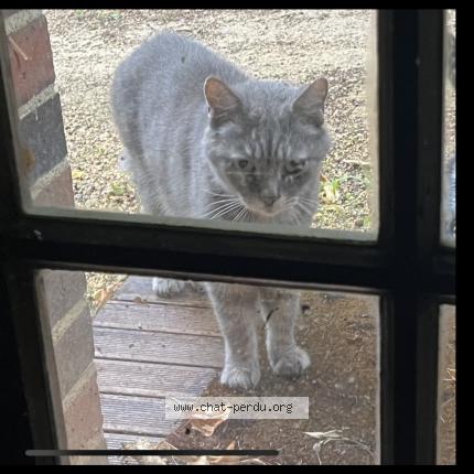 Photo 1/1 Grisgris Chat lost in Sauilly diges