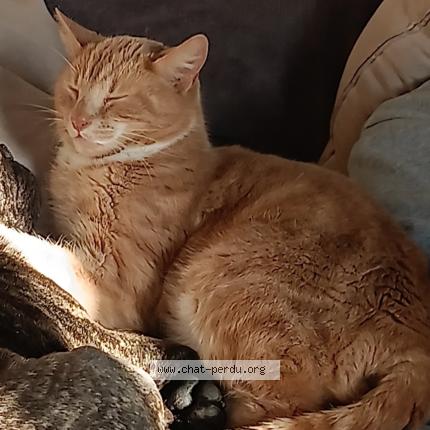 Photo 1/1 Rafiki surnom donné par mon fils Chat lost in Vattetot sur mer