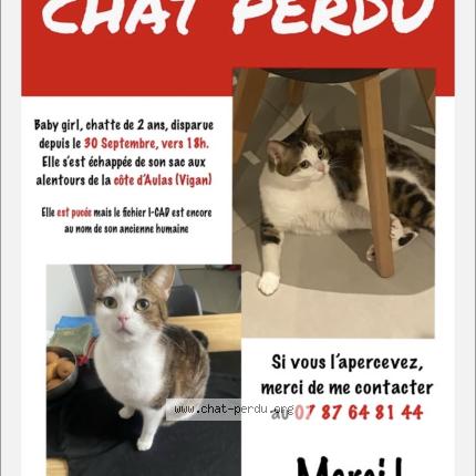 Photo 1/1 Babygirl Chat lost in Le vigan