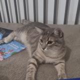 Picture of cat lost at Libercourt