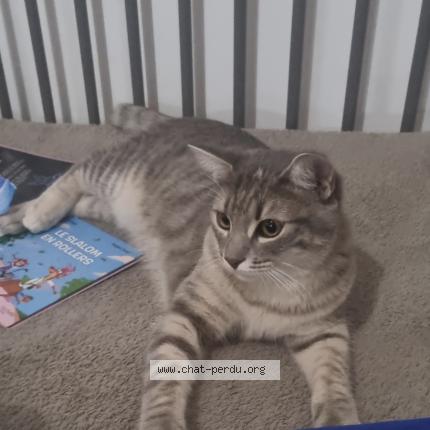 Photo 1/1 Minuit Chat lost in Libercourt