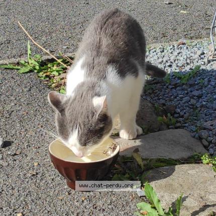Photo 1/1 Found cat Found in Dainville