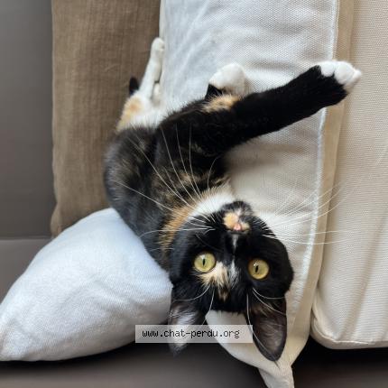 Photo 1/1 Grenache Chat lost in Bordeaux