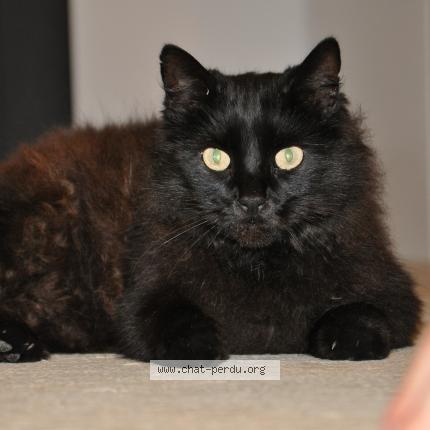 Photo 1/1 Schmutz Chat lost in Ladern sur lauquet