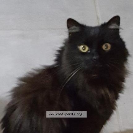 Photo 1/1 Nina Chat lost in St jean de cornies