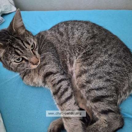 Photo 1/1 Z&eacute;bulon Chat lost in Saint germain du corbeis