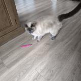 Photo of a cat found in Jurbise