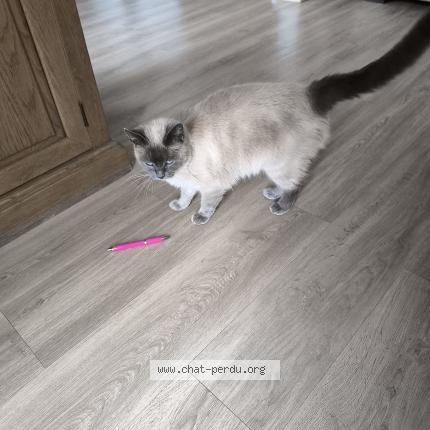 Foto van gevonden kat in Jurbise