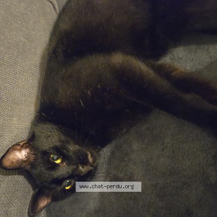 Photo 1/1 Shadow Chat lost in Seysses