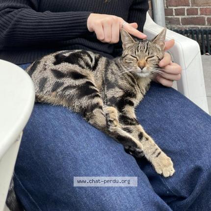 Photo 1/1 Found cat Found in Tourcoing