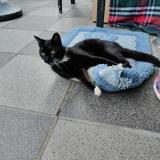 Picture of cat lost at Plancenoit