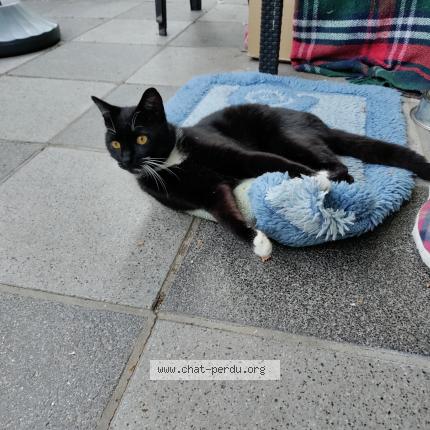 Photo 1/1 PILOU Chat lost in Plancenoit