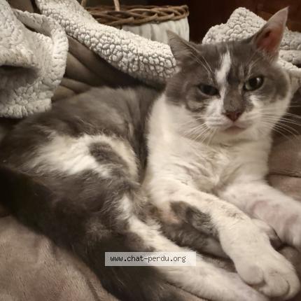 Photo 1/1 Found cat Found in Voeuil et giget