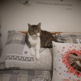 Picture of cat found at Breteuil Sur Iton