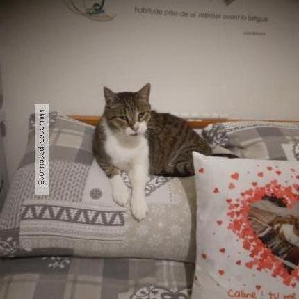 Photo 1/1 Found cat Found in Breteuil sur iton