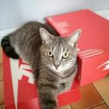 Picture of cat lost at Irreville