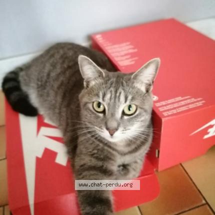 Photo 1/1 Enid Chat lost in Irreville