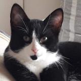 Picture of cat lost at Pornic