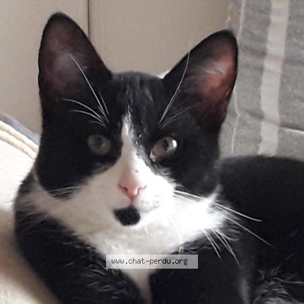 Photo 1/1 Cookie Chat lost in Pornic