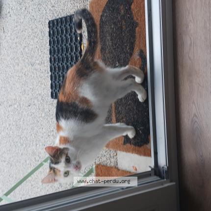 Photo 1/1 Found cat Found in Vendome