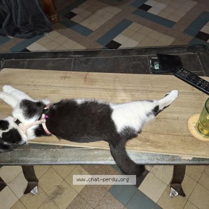 Photo 1/1 Athena Chat lost in Cambrai